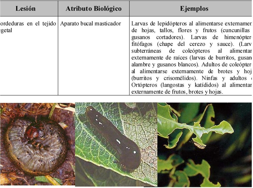 (Larv subterráneas de coleópteros al alimentar externamente de raíces (larvas de burritos, gusano alambre y gusanos blancos).