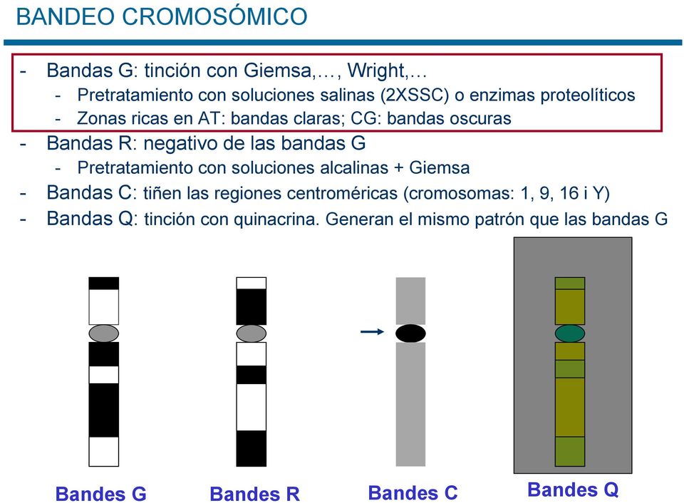 Pretratamiento con soluciones alcalinas + Giemsa Bandas C: tiñen las regiones centroméricas (cromosomas: 1, 9,