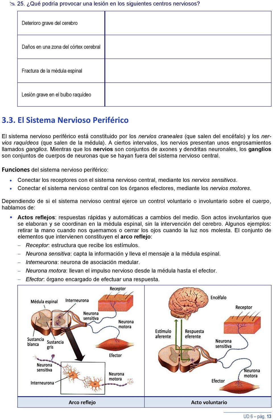 3. El Sistema Nervioso Periférico El sistema nervioso periférico está constituido por los nervios craneales (que salen del encéfalo) y los nervios raquídeos (que salen de la médula).