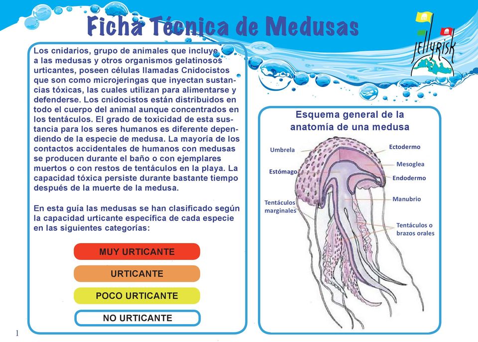 El grado de toxicidad de esta sustancia para los seres humanos es diferente dependiendo de la especie de medusa.