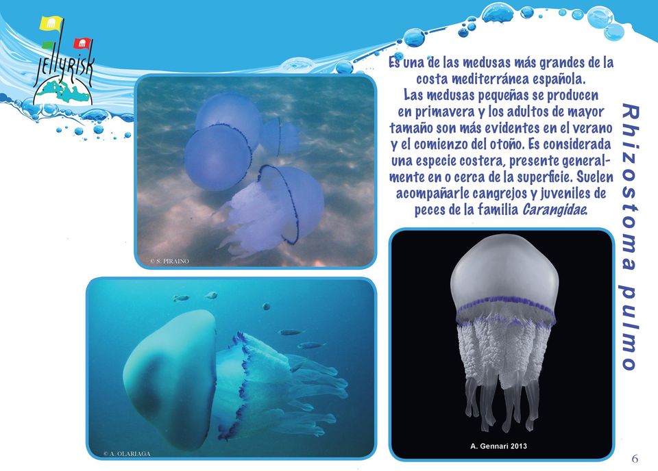 Las medusas pequeñas se producen en primavera y los adultos de mayor tamaño son más evidentes en el
