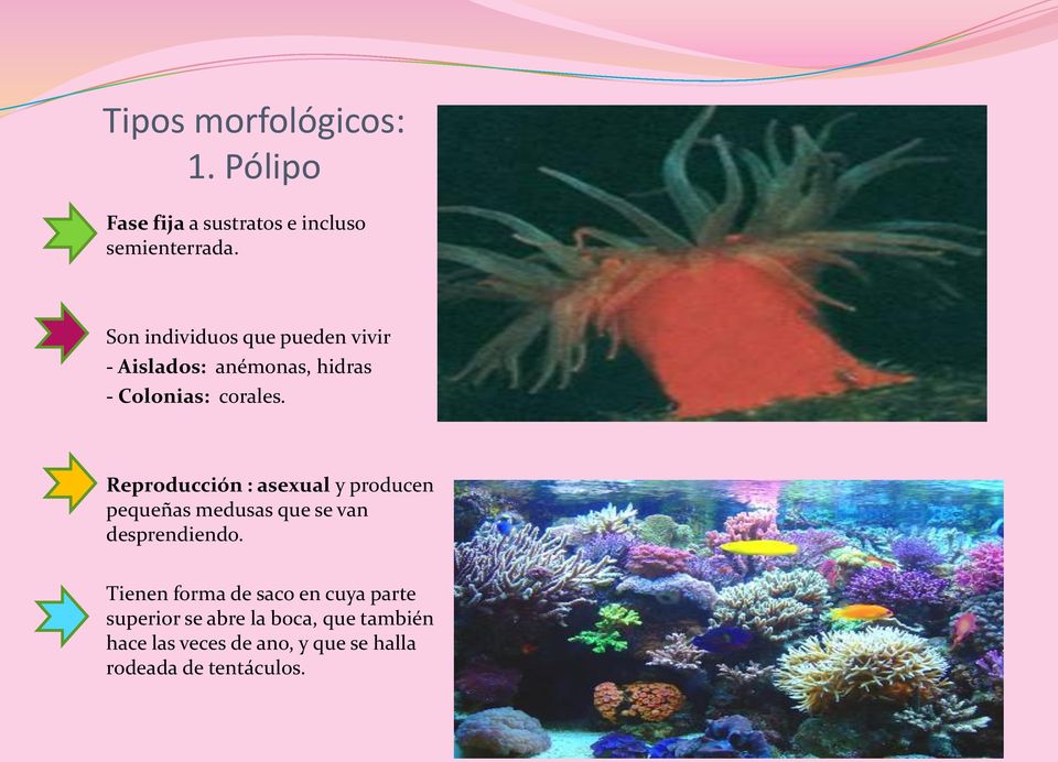 Reproducción : asexual y producen pequeñas medusas que se van desprendiendo.