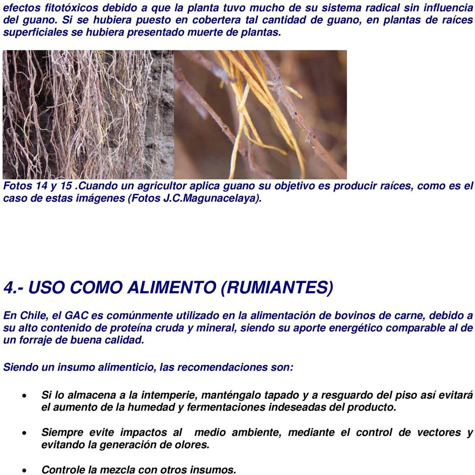 Cuando un agricultor aplica guano su objetivo es producir raíces, como es el caso de estas imágenes (Fotos J.C.Magunacelaya). 4.