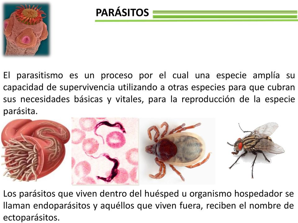 PARÁSITOS El parasitismo es un proceso por el cual una especie amplía su capacidad de