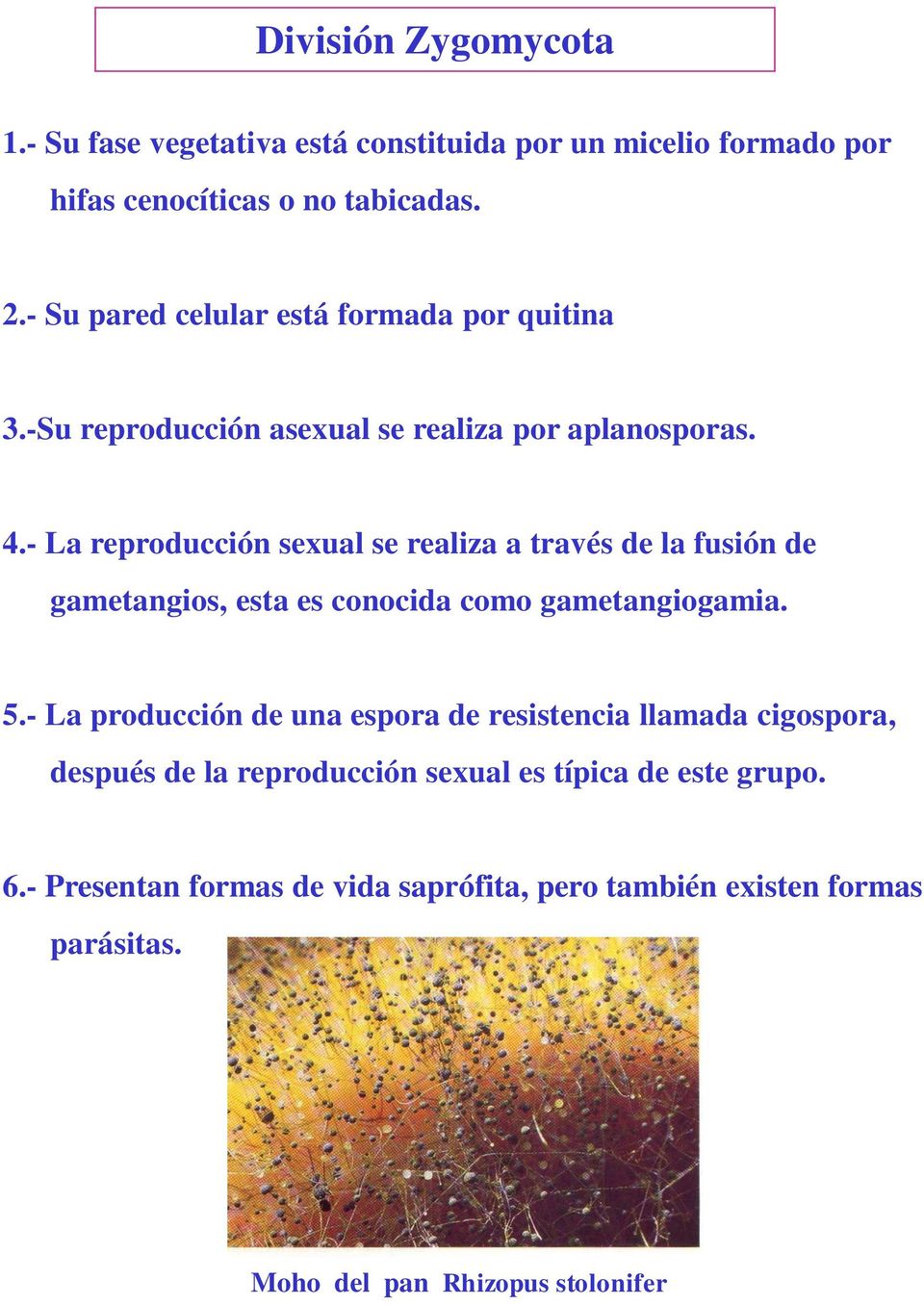 - La reproducción sexual se realiza a través de la fusión de gametangios, esta es conocida como gametangiogamia. 5.