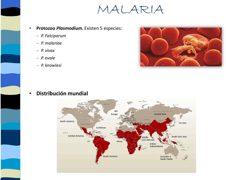 Falciparum P. malariae P.