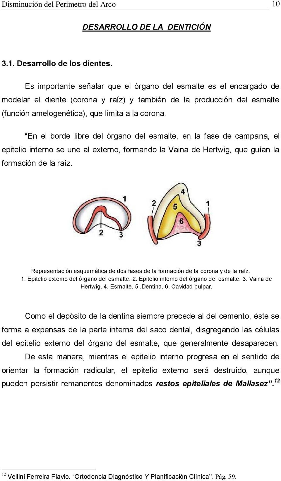 En el borde libre del órgano del esmalte, en la fase de campana, el epitelio interno se une al externo, formando la Vaina de Hertwig, que guían la formación de la raíz.