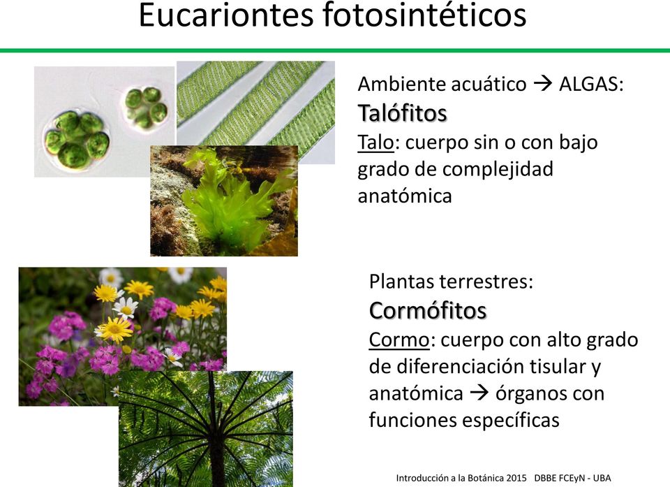 Plantas terrestres: Cormófitos Cormo: cuerpo con alto grado de