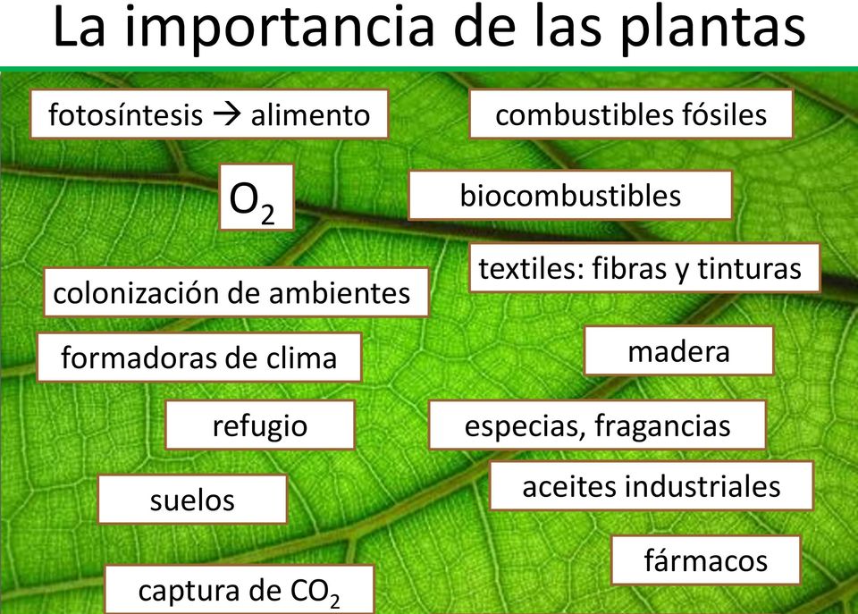 captura de CO 2 combustibles fósiles biocombustibles textiles:
