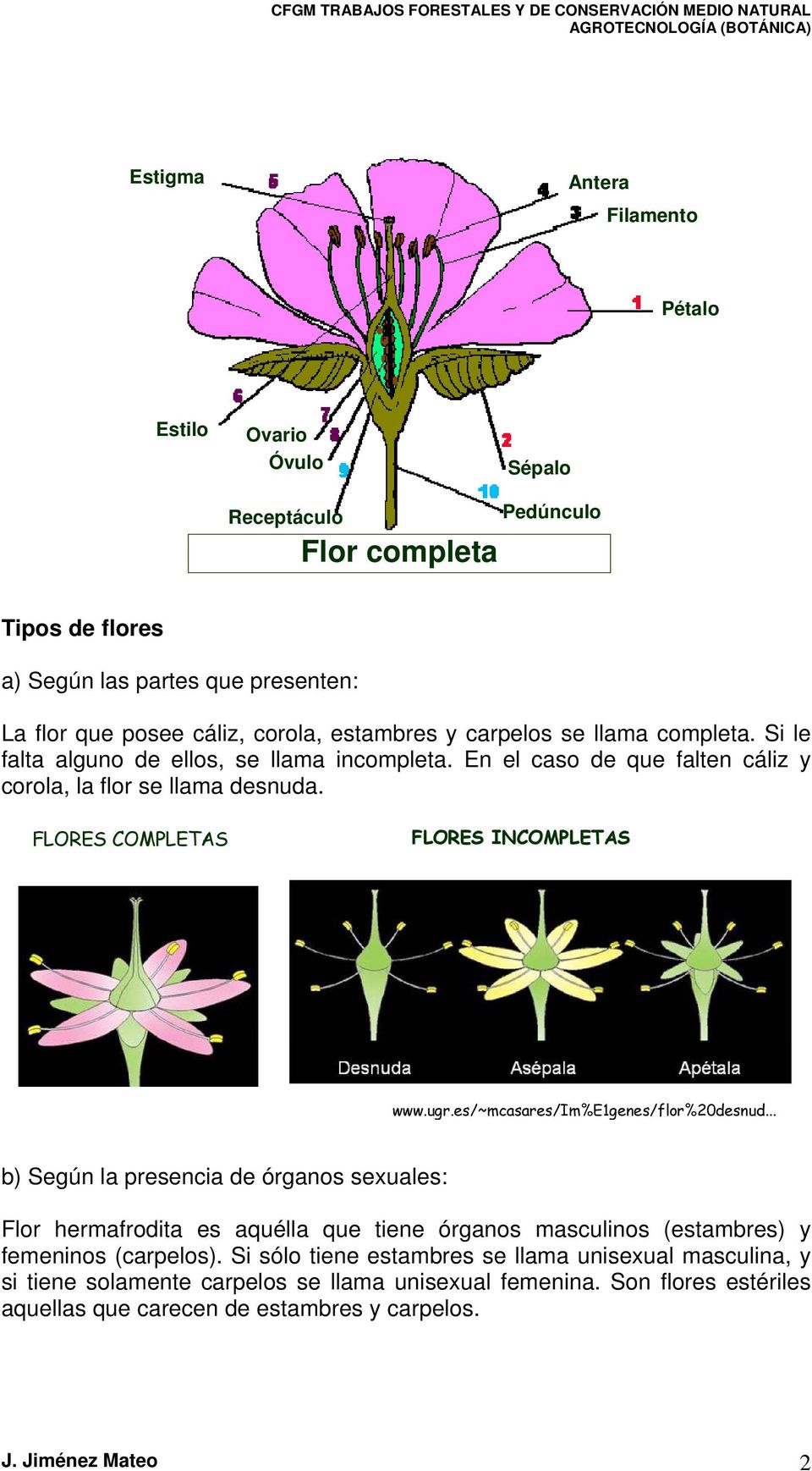 Flor completa. Tipos de flores. a) Según las partes que presenten: - PDF  Descargar libre