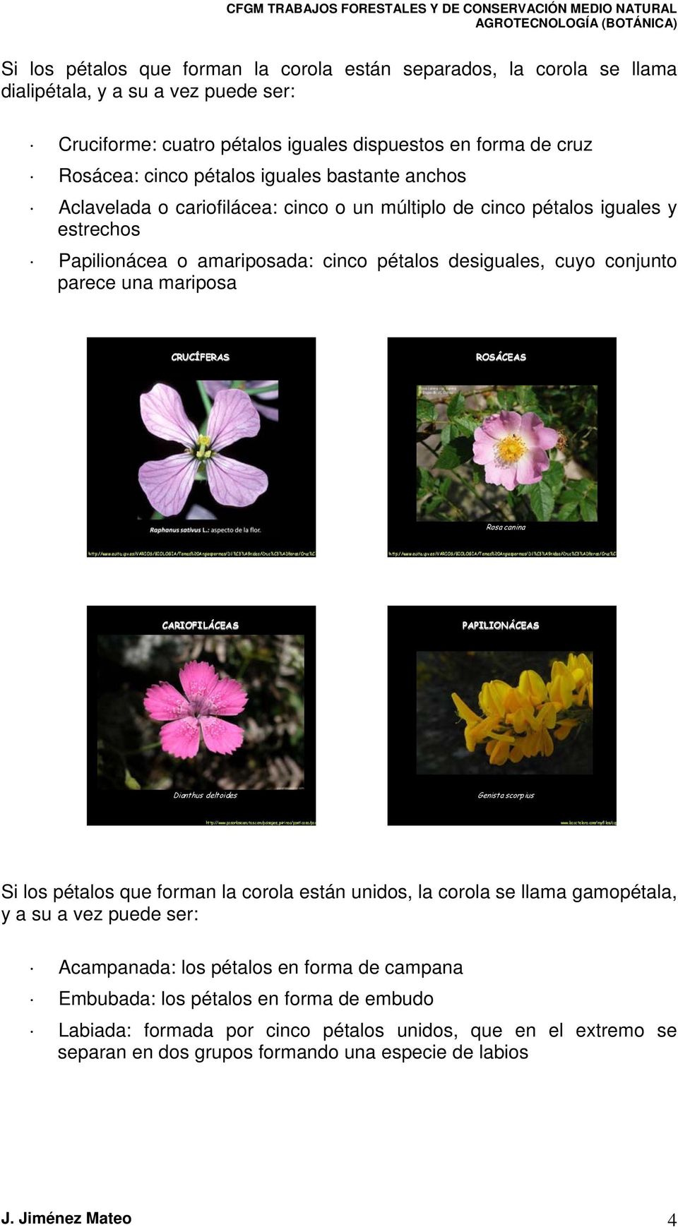 Flor completa. Tipos de flores. a) Según las partes que presenten: - PDF  Descargar libre
