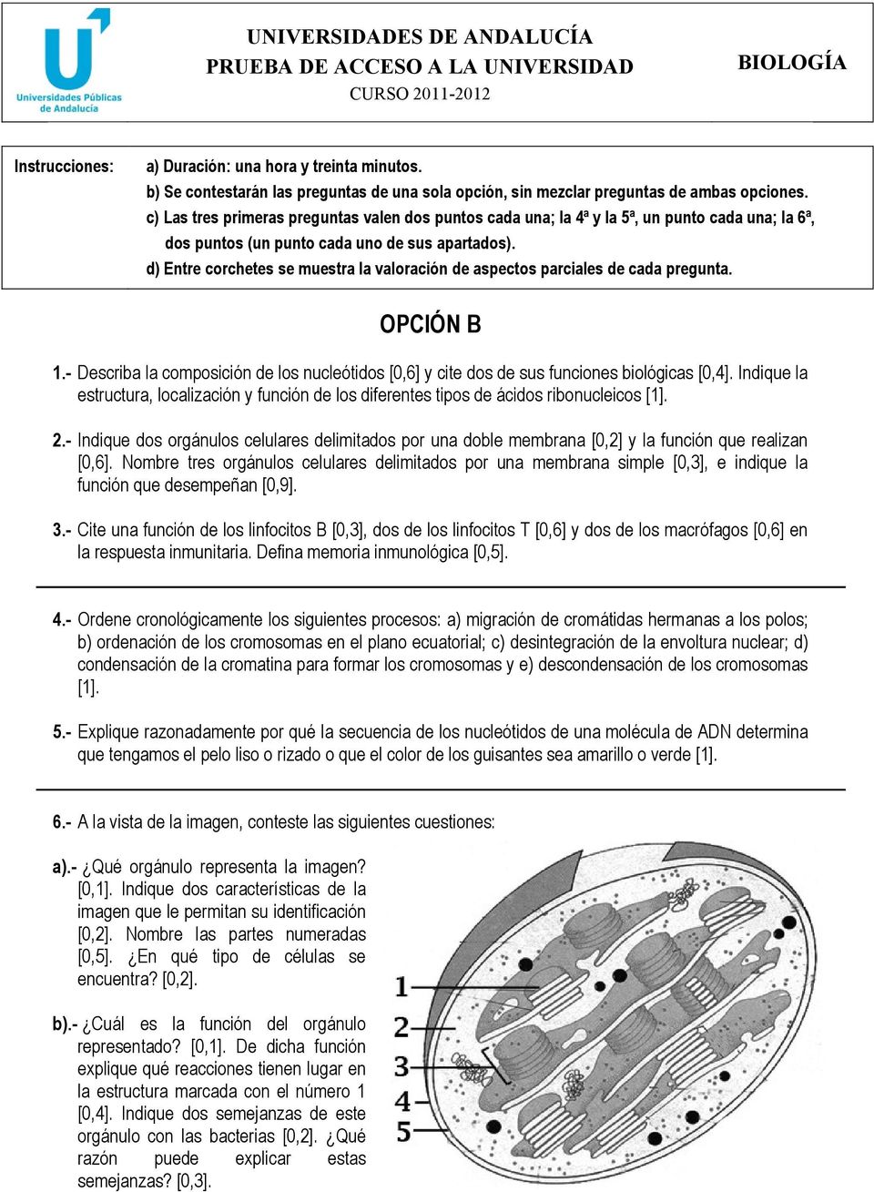 d) Entre corchetes se muestra la valoración de aspectos parciales de cada pregunta. OPCIÓN B 1.- Describa la composición de los nucleótidos [0,6] y cite dos de sus funciones biológicas [0,4].
