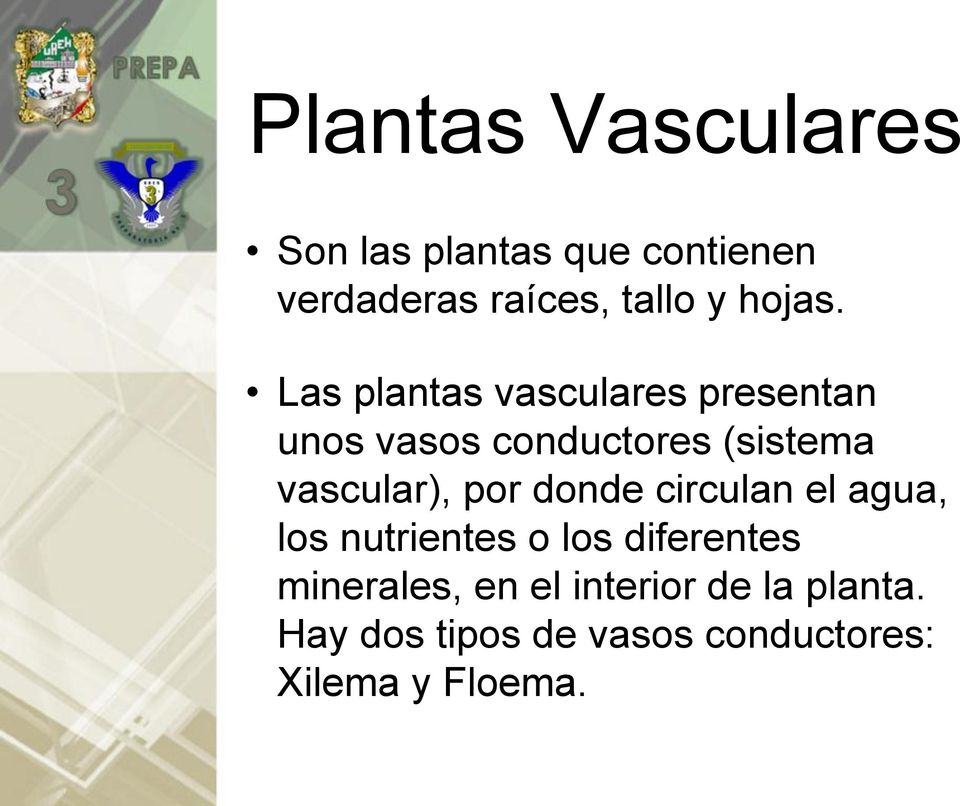 Las plantas vasculares presentan unos vasos conductores (sistema vascular),