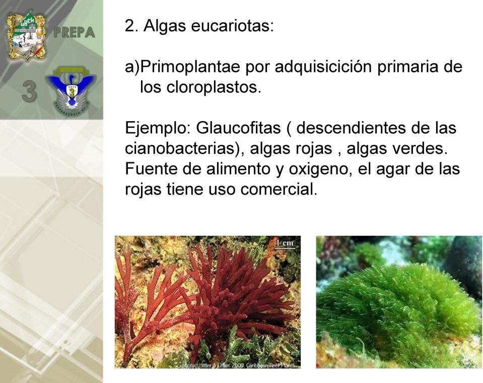 Ejemplo: Glaucofitas ( descendientes de las cianobacterias),