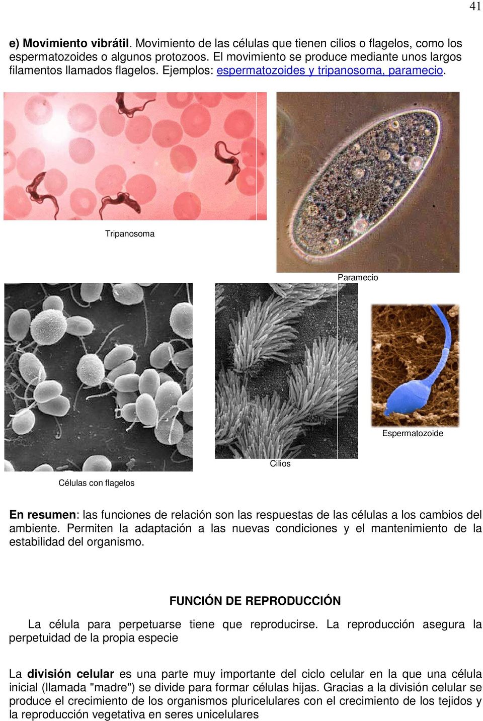 Tripanosoma Paramecio Espermatozoide Células con flagelos Cilios En resumen: las funciones de relación son las respuestas de las células a los cambios del ambiente.