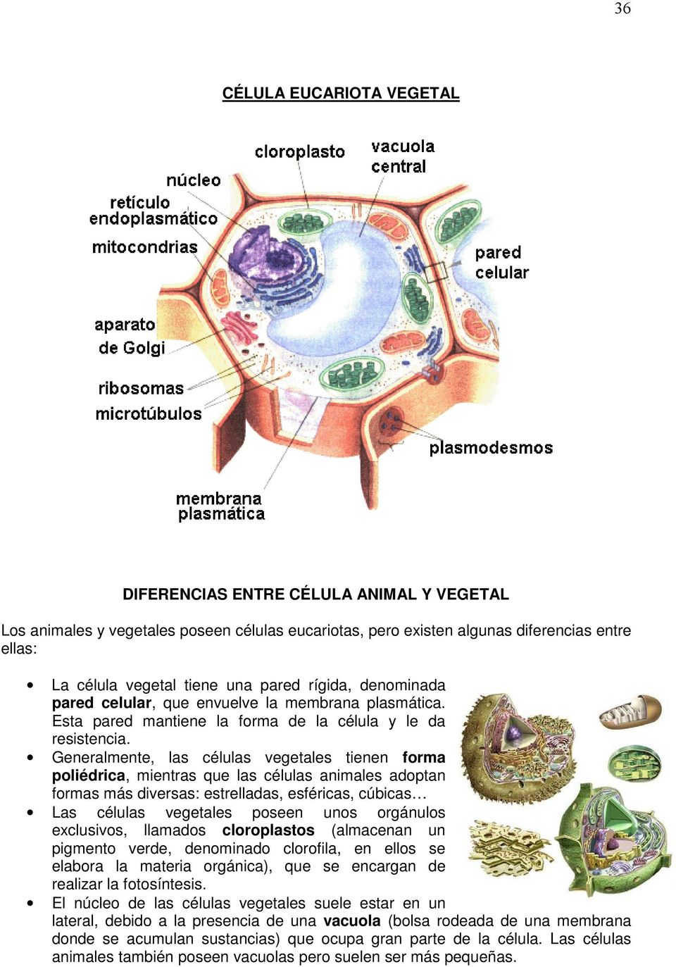 Generalmente, las células vegetales tienen forma poliédrica, mientras que las células animales adoptan formas más diversas: estrelladas, esféricas, cúbicas Las células vegetales poseen unos orgánulos