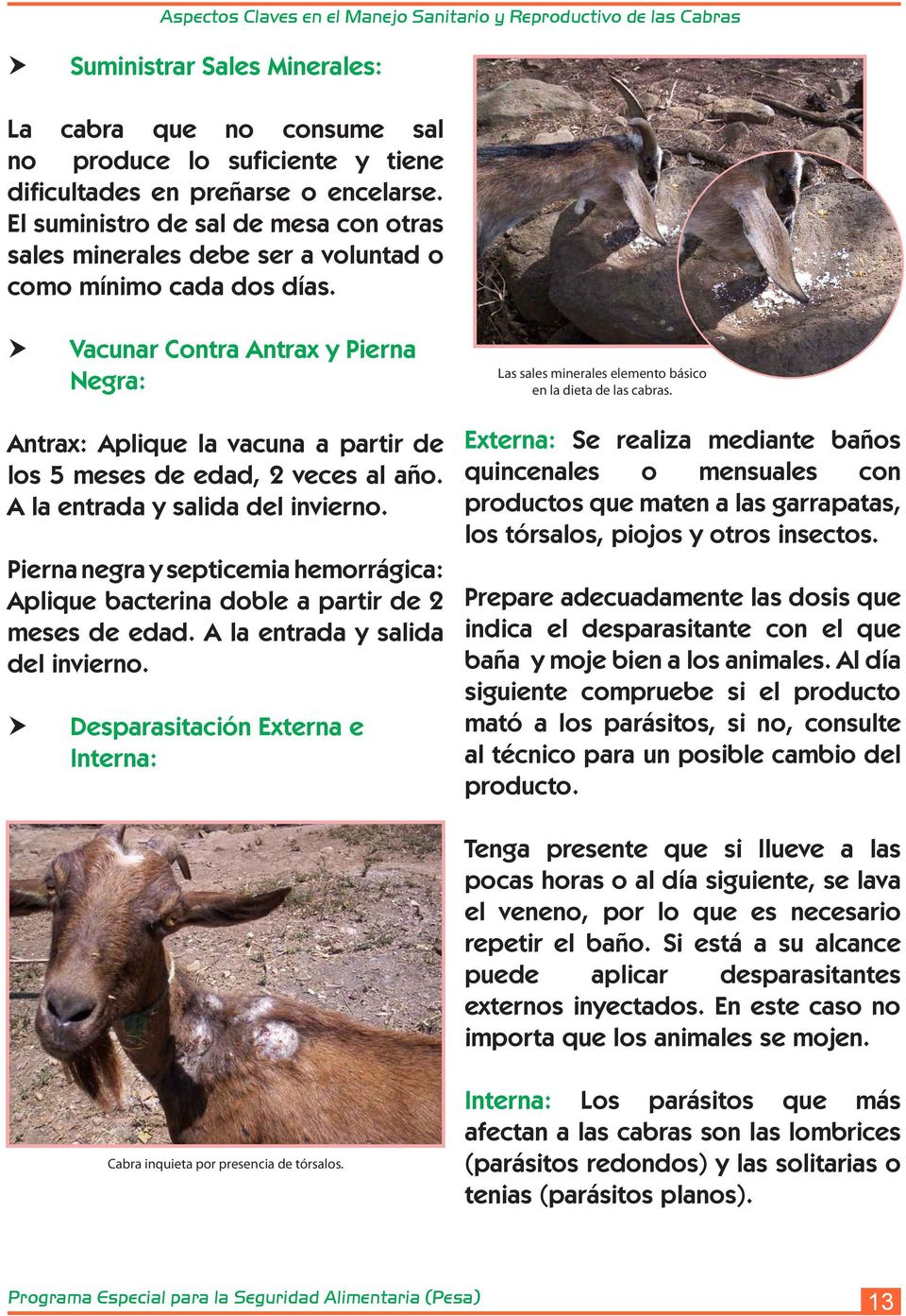 Vacunar Contra Antrax y Pierna Negra: Las sales minerales elemento básico en la dieta de las cabras. Antrax: Aplique la vacuna a partir de los 5 meses de edad, 2 veces al año.