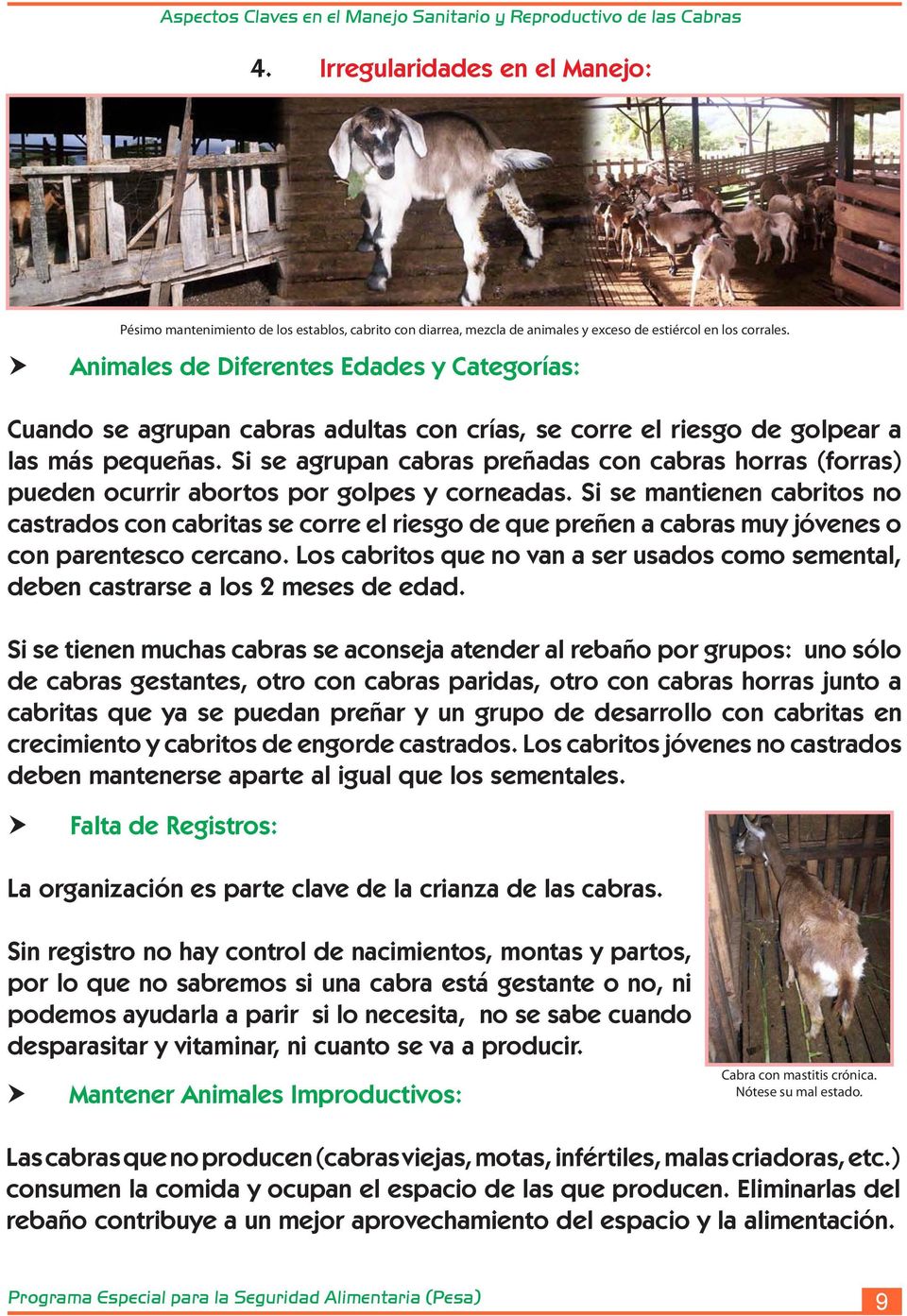 Si se agrupan cabras preñadas con cabras horras (forras) pueden ocurrir abortos por golpes y corneadas.