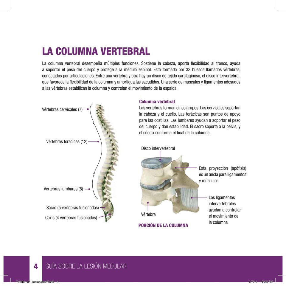 Entre una vértebra y otra hay un disco de tejido cartilaginoso, el disco intervertebral, que favorece la flexibilidad de la columna y amortigua las sacudidas.