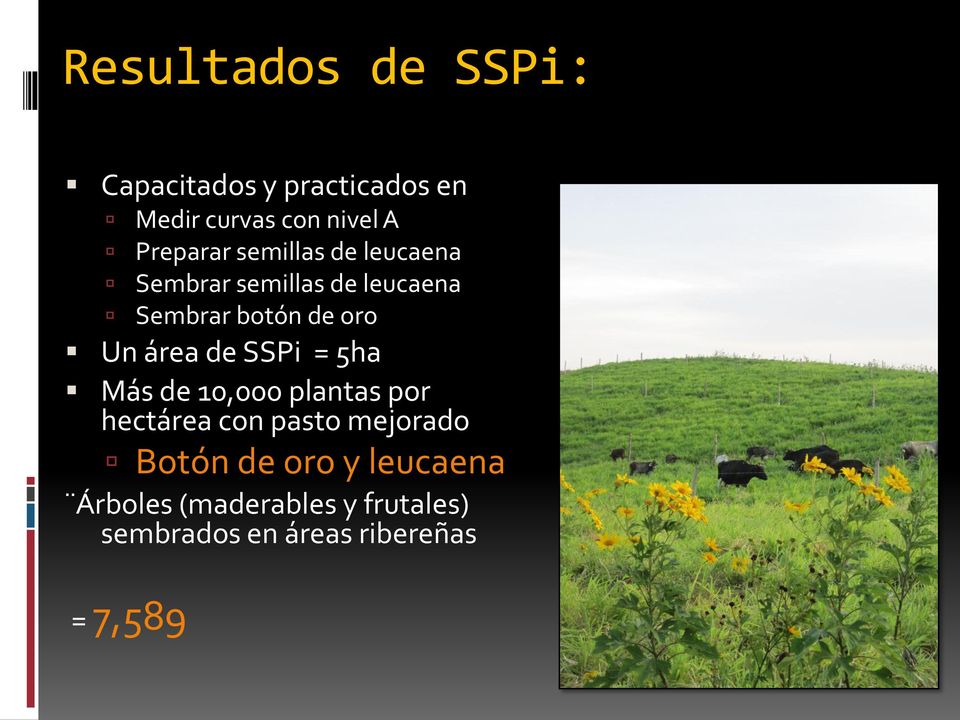 Un área de SSPi = 5ha Más de 10,000 plantas por hectárea con pasto mejorado