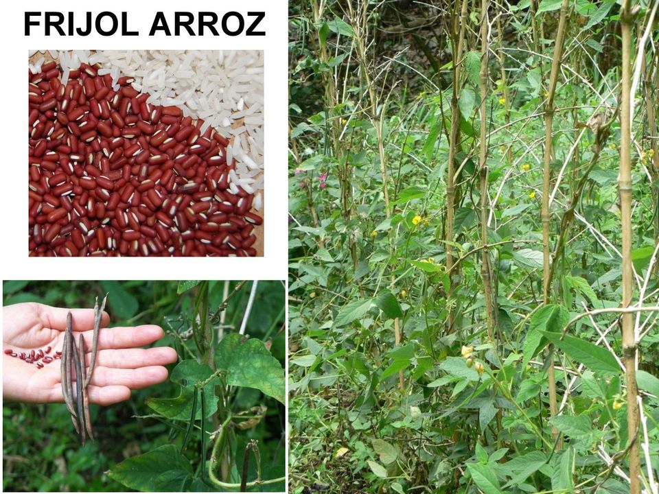 Trigo Amazonico Planta Originaria De La Amazonia Muy Similar A