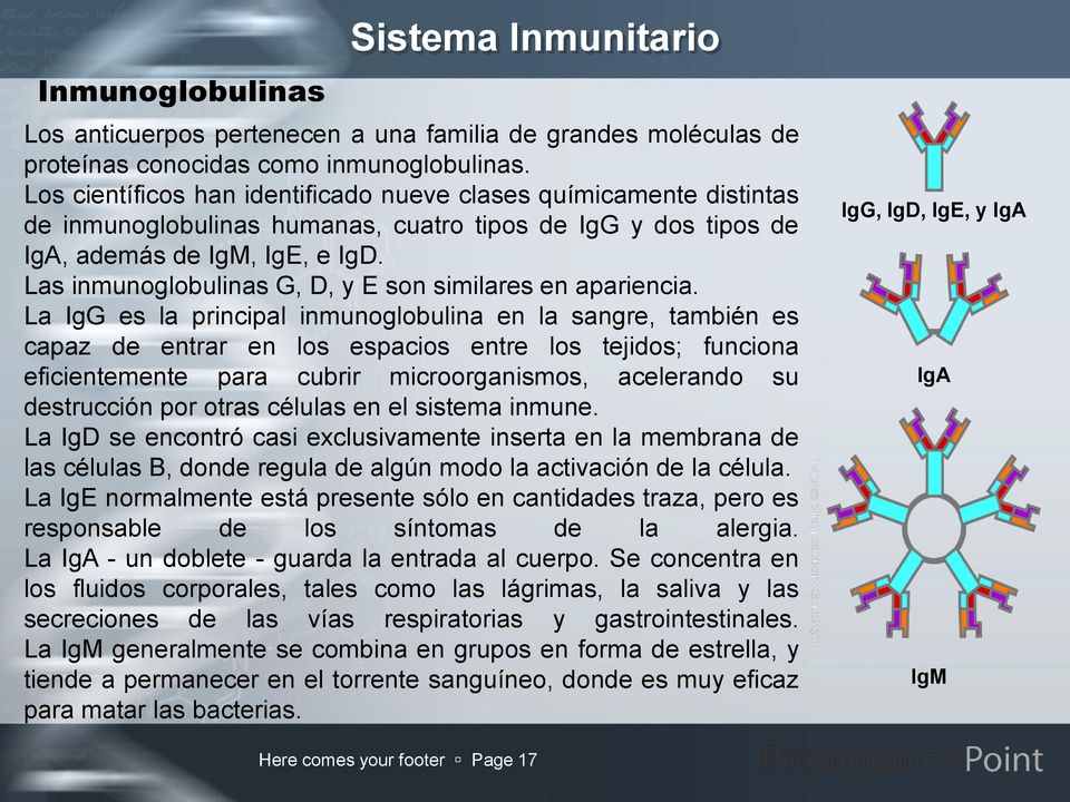 Las inmunoglobulinas G, D, y E son similares en apariencia.