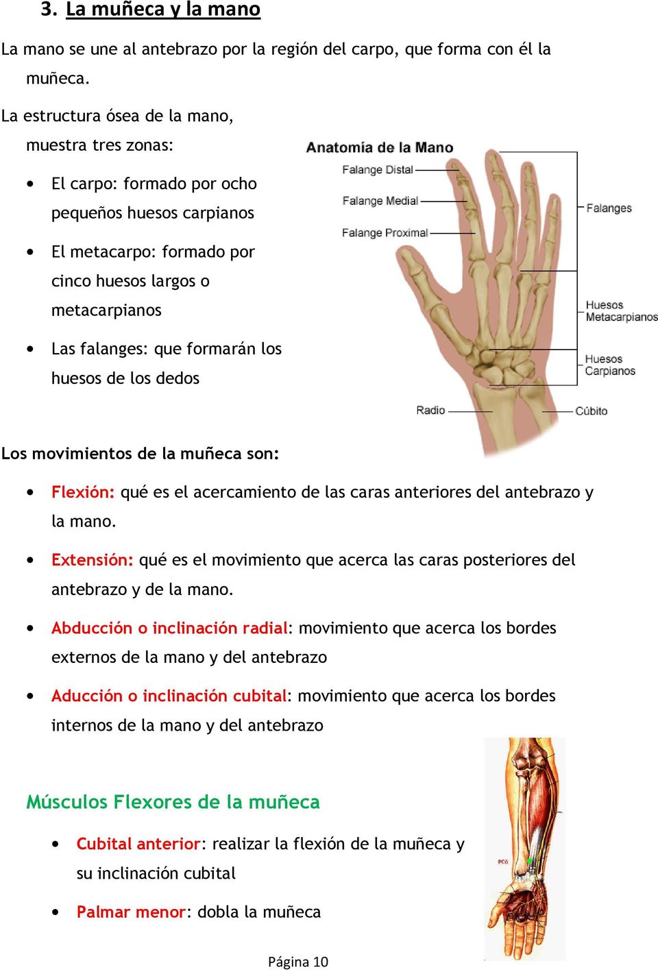 huesos de los dedos Los movimientos de la muñeca son: Flexión: qué es el acercamiento de las caras anteriores del antebrazo y la mano.
