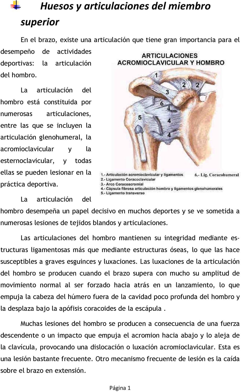 lesionar en la práctica deportiva. La articulación del hombro desempeña un papel decisivo en muchos deportes y se ve sometida a numerosas lesiones de tejidos blandos y articulaciones.
