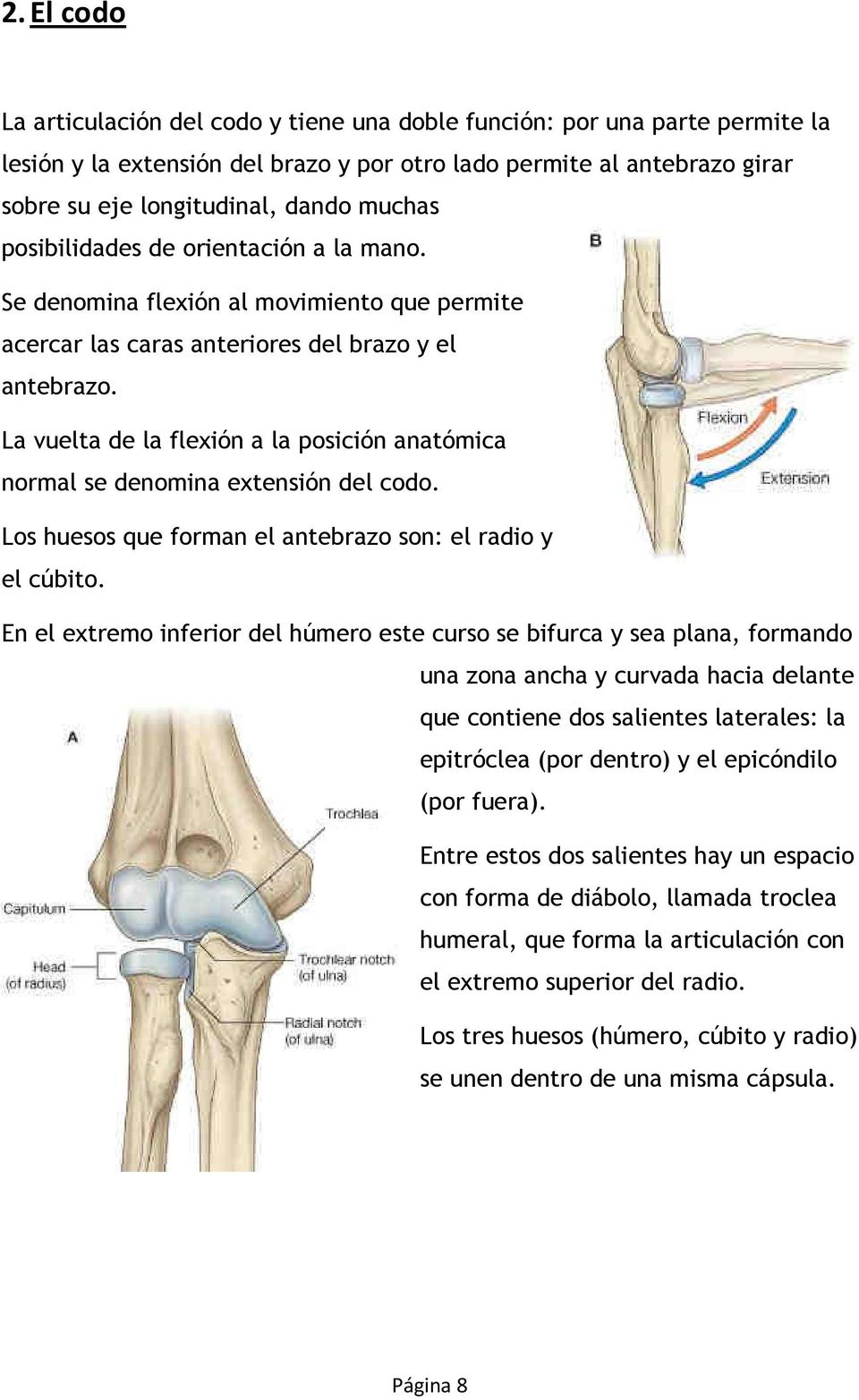 La vuelta de la flexión a la posición anatómica normal se denomina extensión del codo. Los huesos que forman el antebrazo son: el radio y el cúbito.