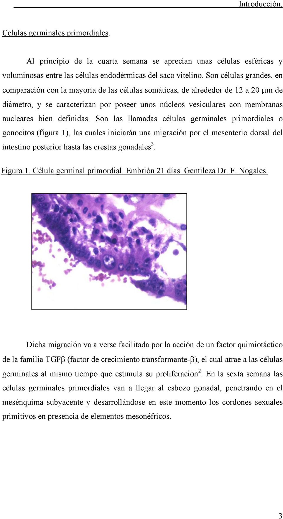definidas. Son las llamadas células germinales primordiales o gonocitos (figura 1), las cuales iniciarán una migración por el mesenterio dorsal del intestino posterior hasta las crestas gonadales 3.