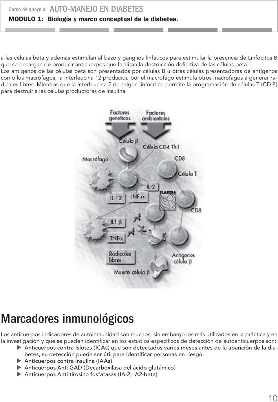Los antígenos de las células beta son presentados por células B u otras células presentadoras de antígenos como los macrófagos, la interleucina 12 producida por el macrófago estimula otros macrófagos