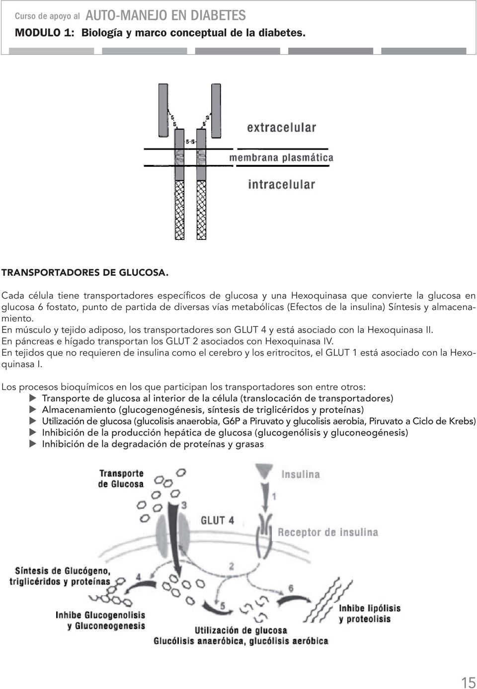 Síntesis y almacenamiento. En músculo y tejido adiposo, los transportadores son GLUT 4 y está asociado con la Hexoquinasa II. En páncreas e hígado transportan los GLUT 2 asociados con Hexoquinasa IV.