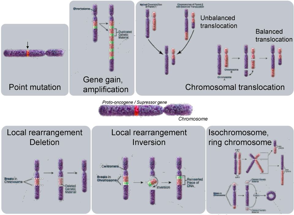 gene Chromosomal translocation Chromosome Local rearrangement