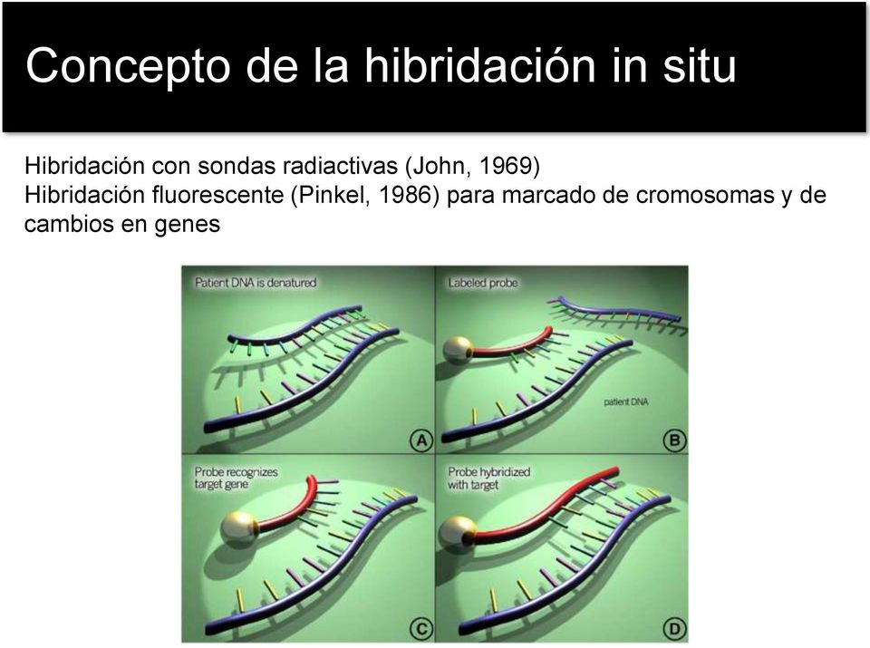 1969) Hibridación fluorescente (Pinkel,