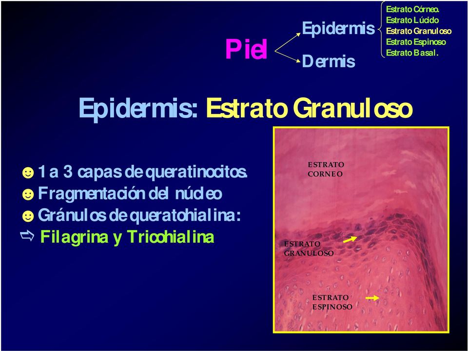 Epidermis: Estrato Granuloso 1 a 3 capas de queratinocitos.