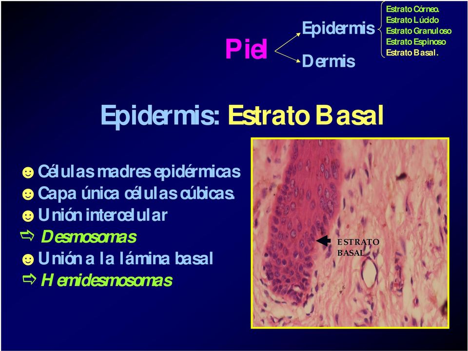 Epidermis: Estrato Basal Células madres epidérmicas Capa única