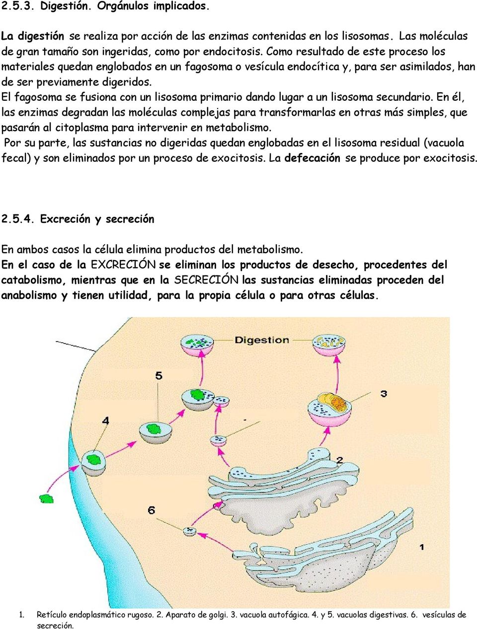 El fagosoma se fusiona con un lisosoma primario dando lugar a un lisosoma secundario.