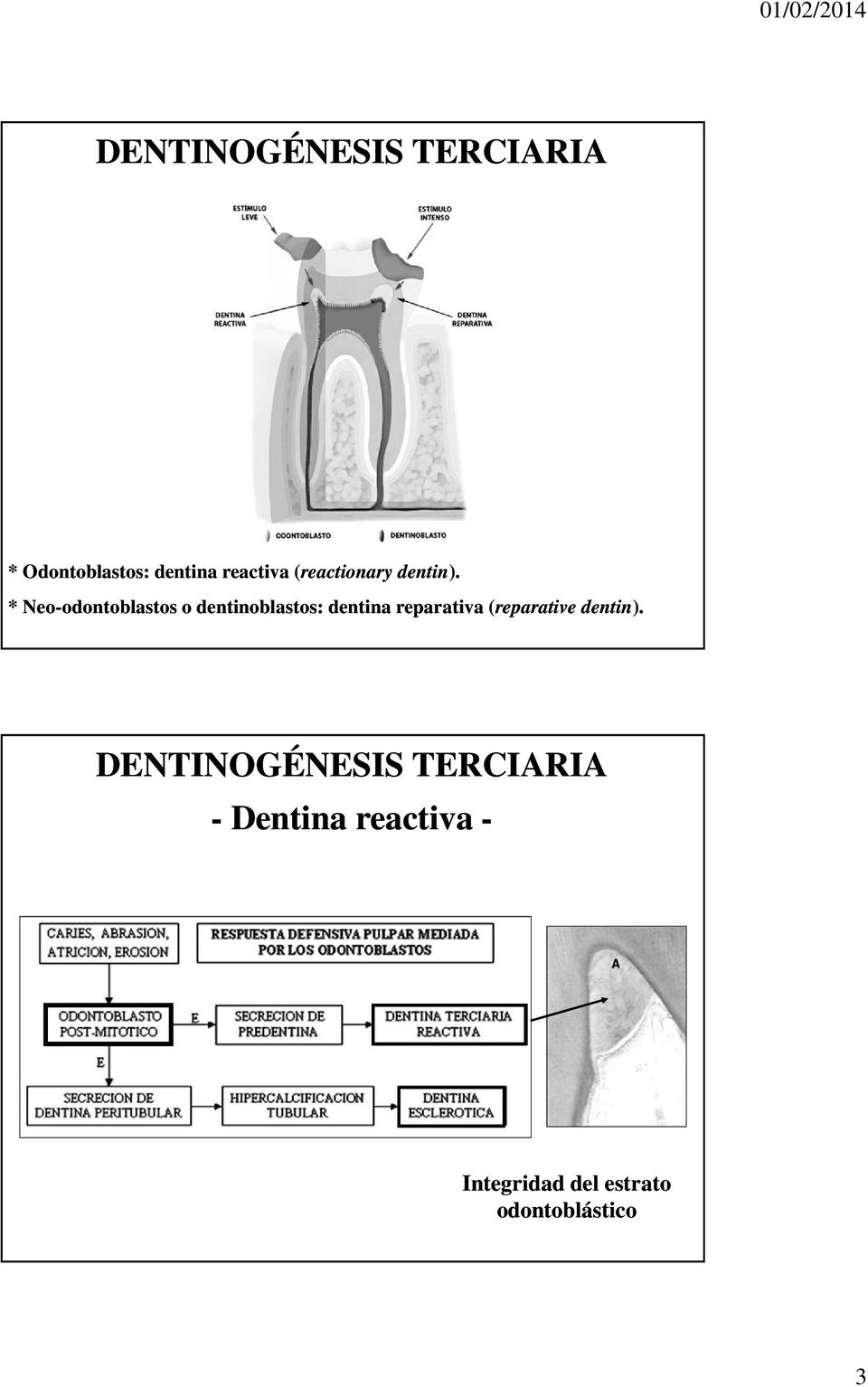 * Neo-odontoblastos o dentinoblastos: dentina reparativa