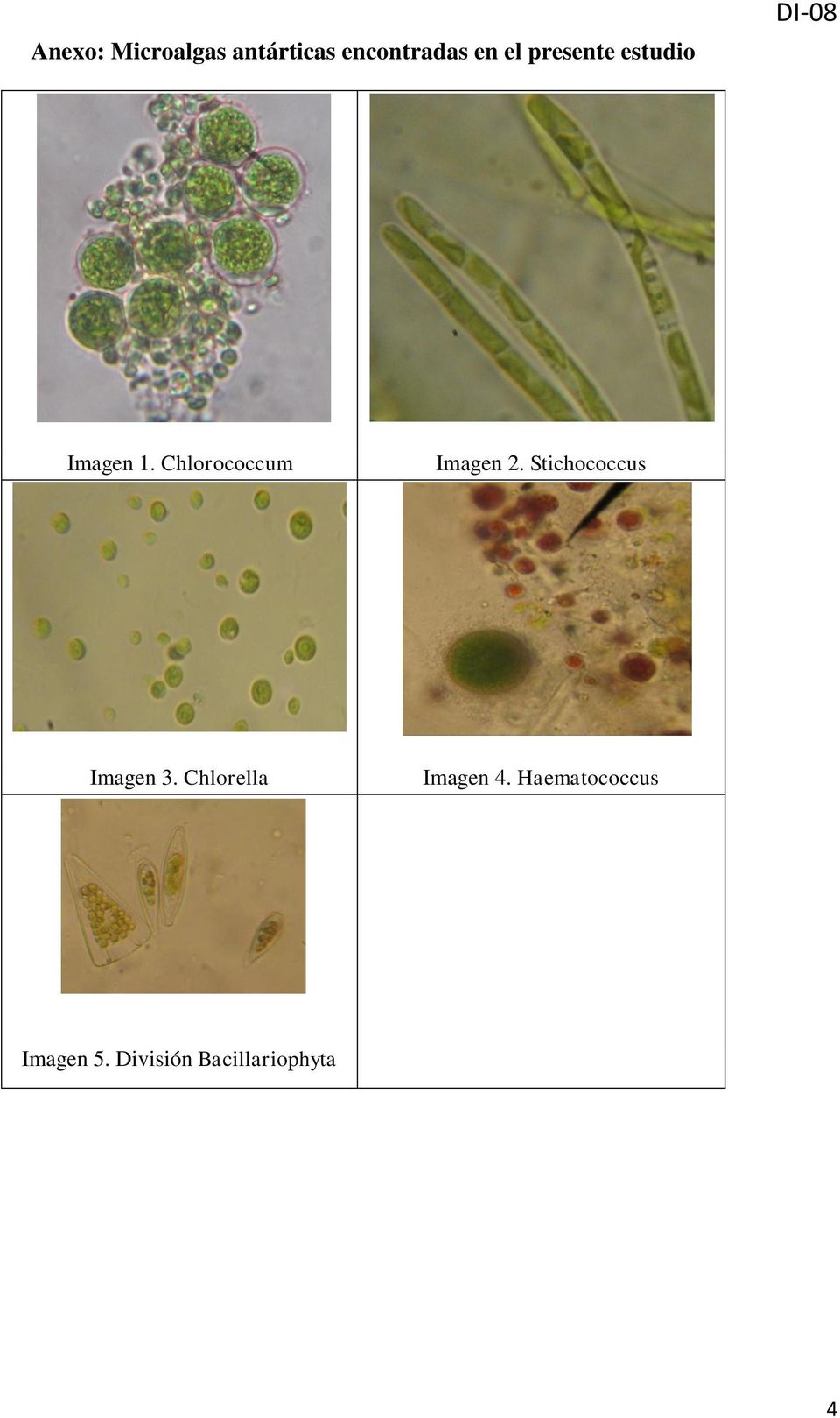 Chlorococcum Imagen 2. Stichococcus Imagen 3.