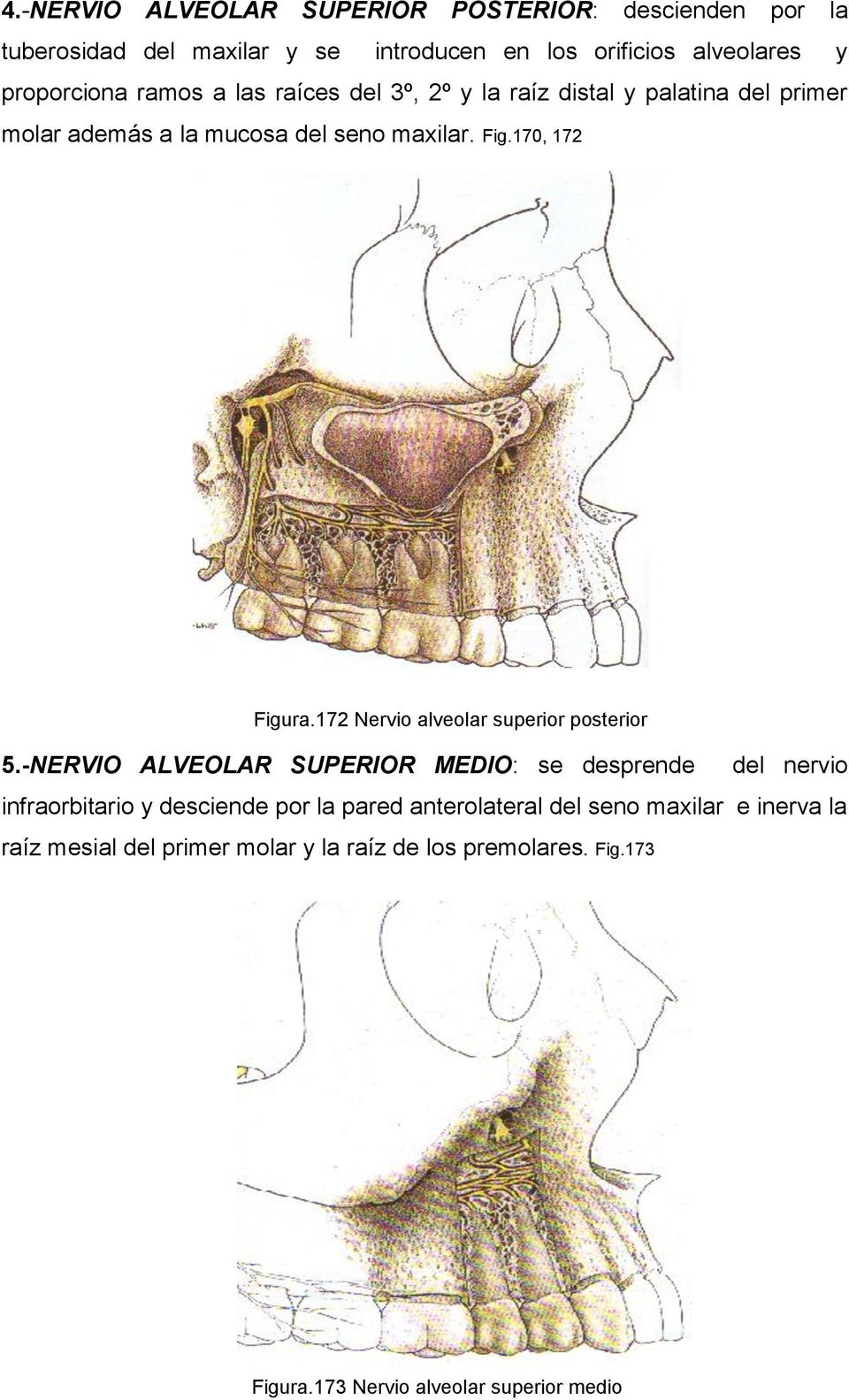 172 Nervio alveolar superior posterior 5.