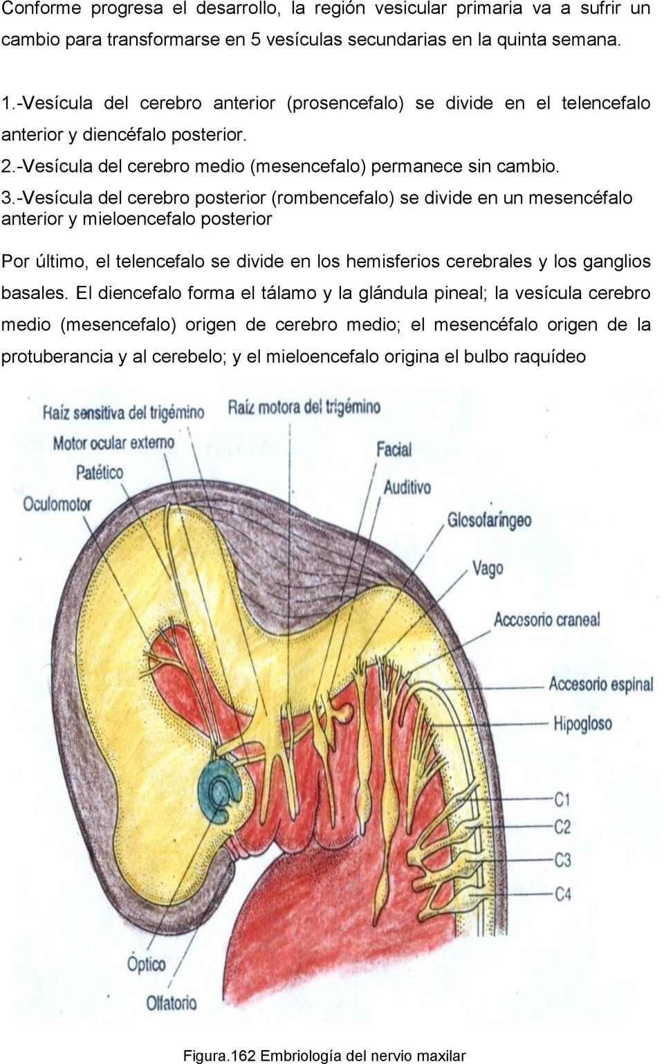 -Vesícula del cerebro posterior (rombencefalo) se divide en un mesencéfalo anterior y mieloencefalo posterior Por último, el telencefalo se divide en los hemisferios cerebrales y los ganglios