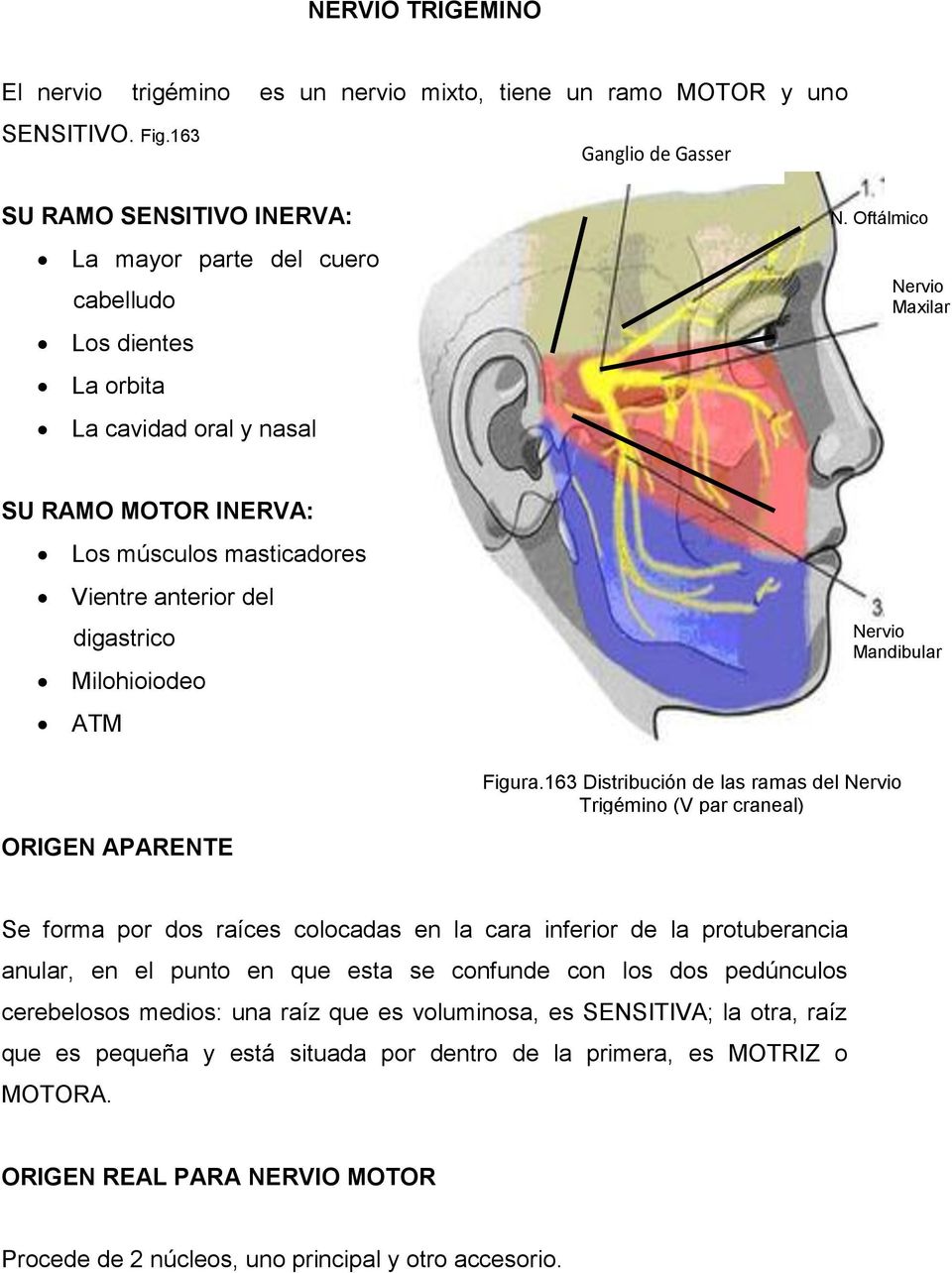 Oftálmico Nervio Maxilar SU RAMO MOTOR INERVA: Los músculos masticadores Vientre anterior del digastrico Milohioiodeo ATM Nervio Mandibular Figura.