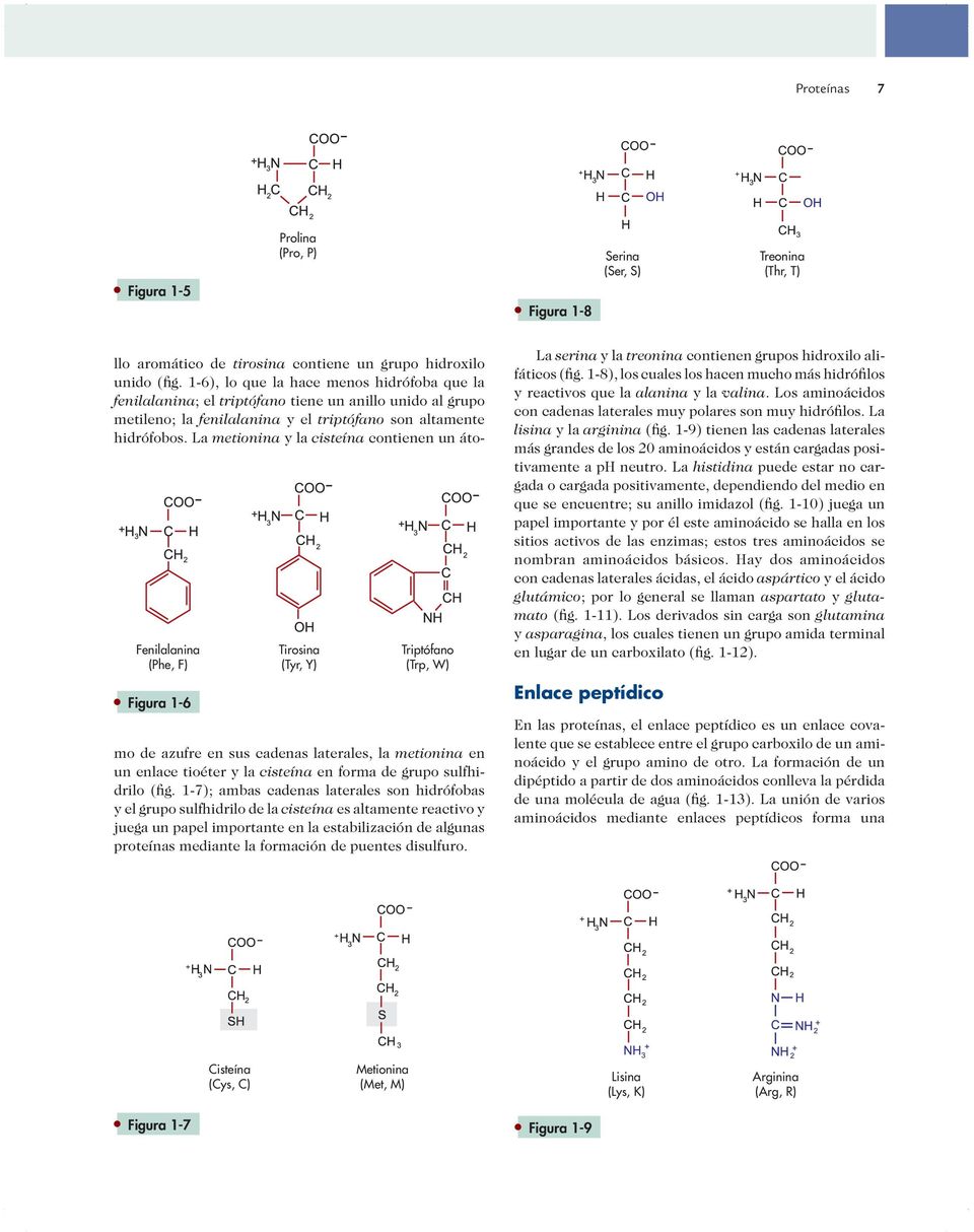 La metionina y la cisteína contienen un átomo de azufre en sus cadenas laterales, la metionina en un enlace tioéter y la cisteína en forma de grupo sulfhidrilo (fig.