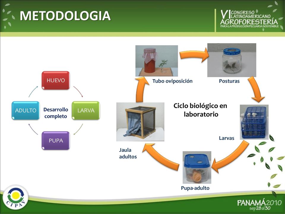 LARVA Ciclo biológico en laboratorio