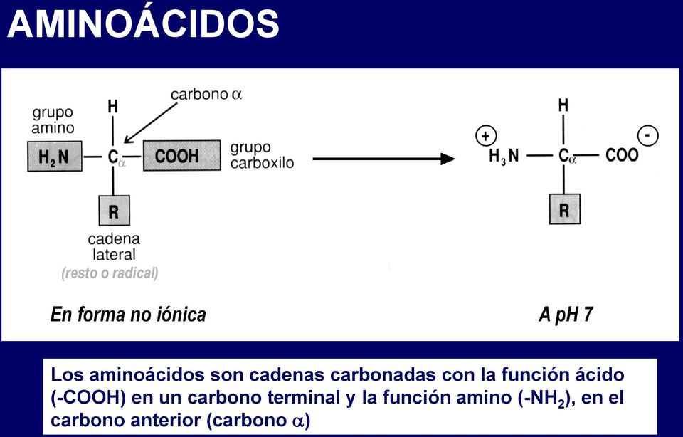 un carbono terminal y la función amino