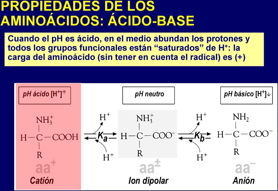 grupos funcionales están saturados de H + : la carga