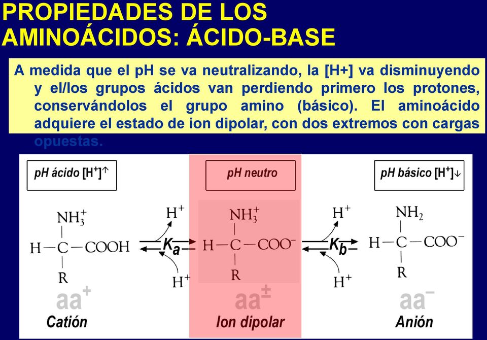 perdiendo primero los protones, conservándolos el grupo amino (básico).