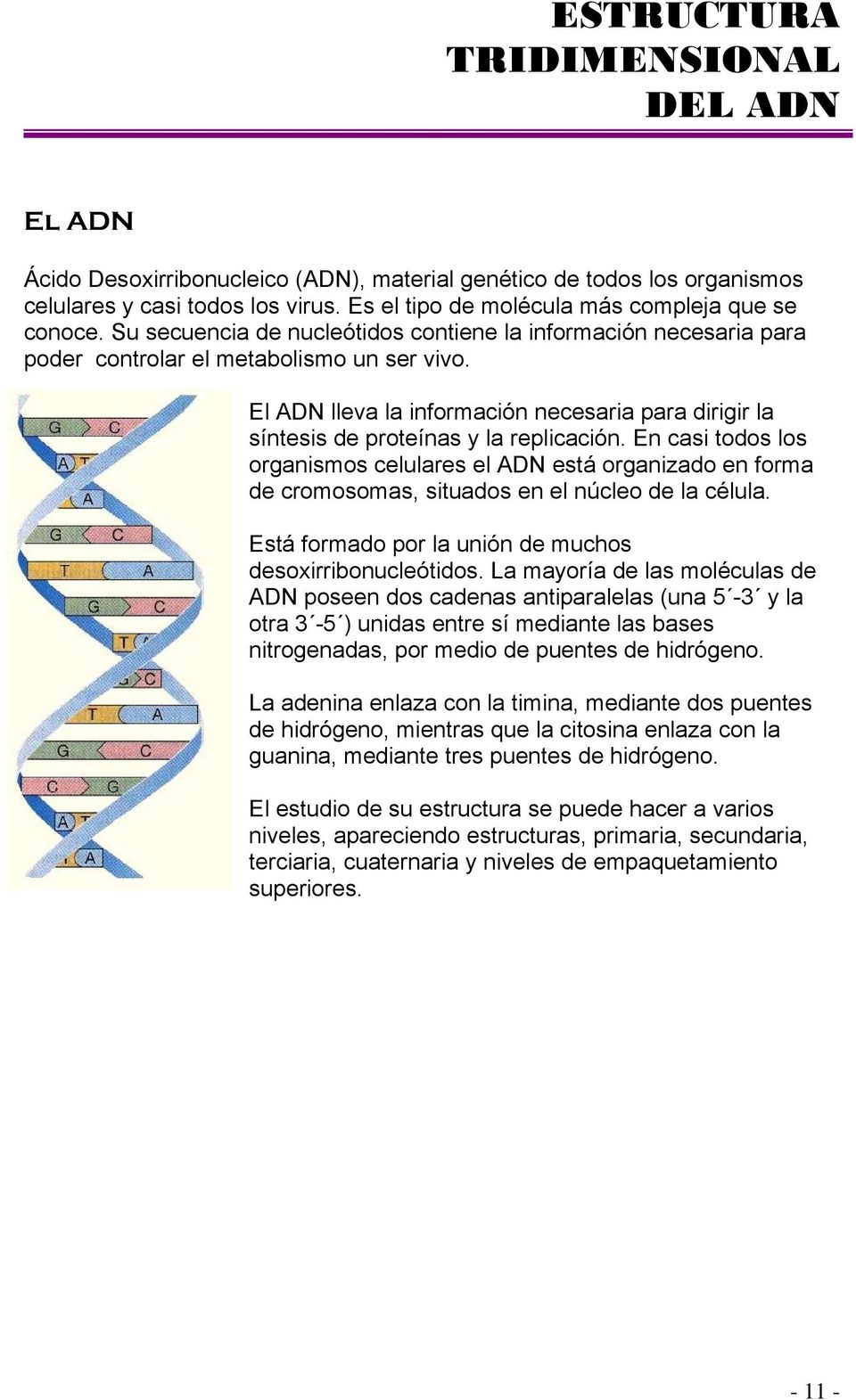 El ADN lleva la información necesaria para dirigir la síntesis de proteínas y la replicación.