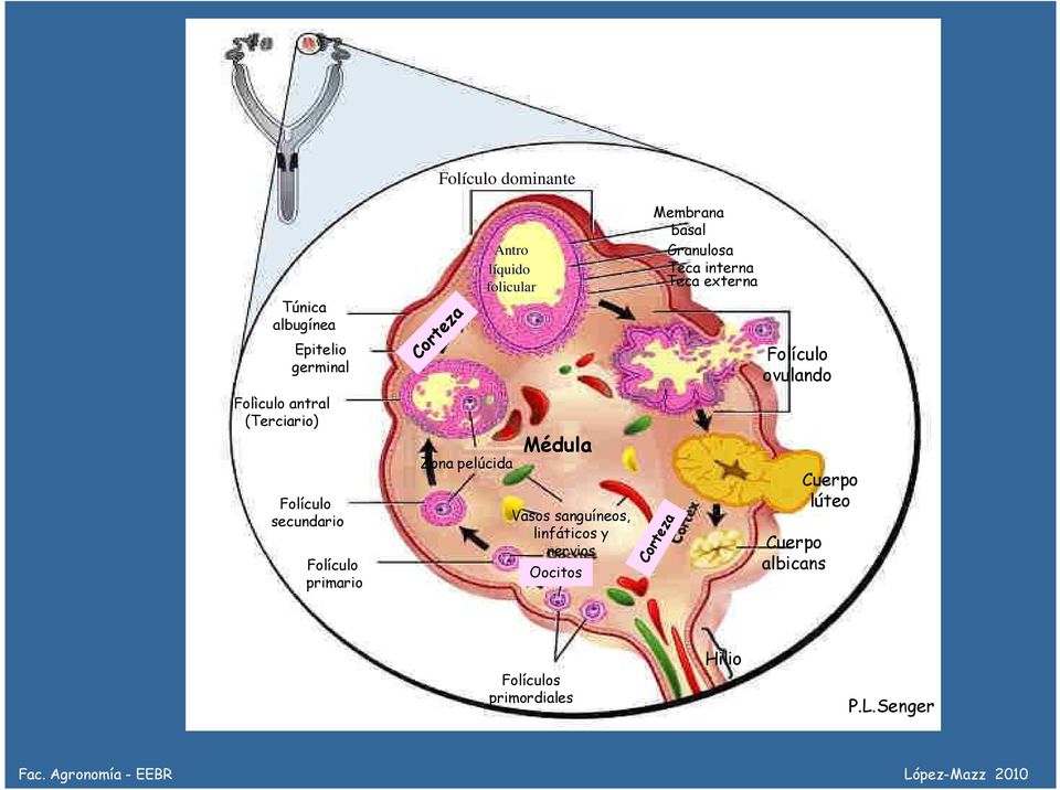 y nervios Oocitos Membrana basal Granulosa Teca interna Teca externa Corteza Folículo ovulando