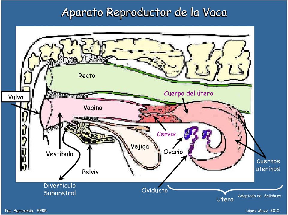 Pelvis Vejiga Ovario Cuernos uterinos